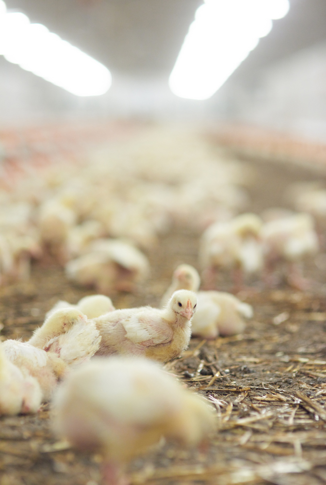 Engineering Better Infrastructure for Poultry Farming