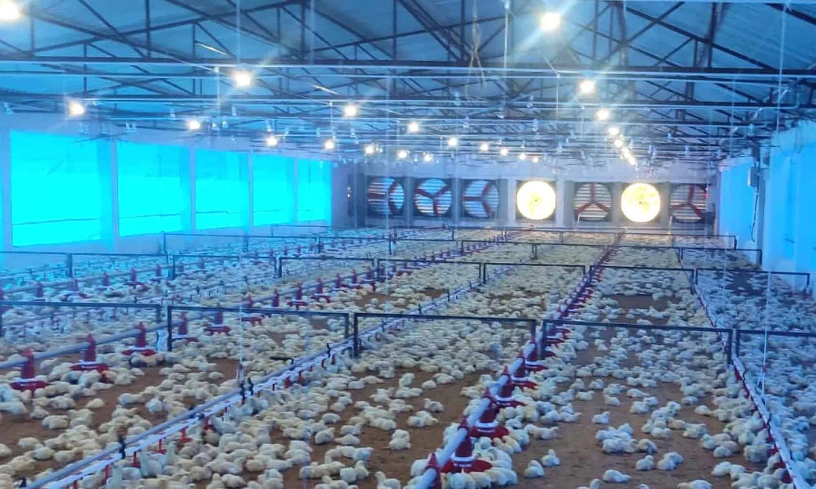 Broiler Farms