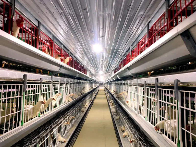 Layer Farms