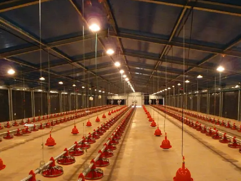 Commercial Poultry Farms