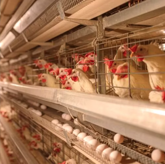 Integrated Poultry Projects